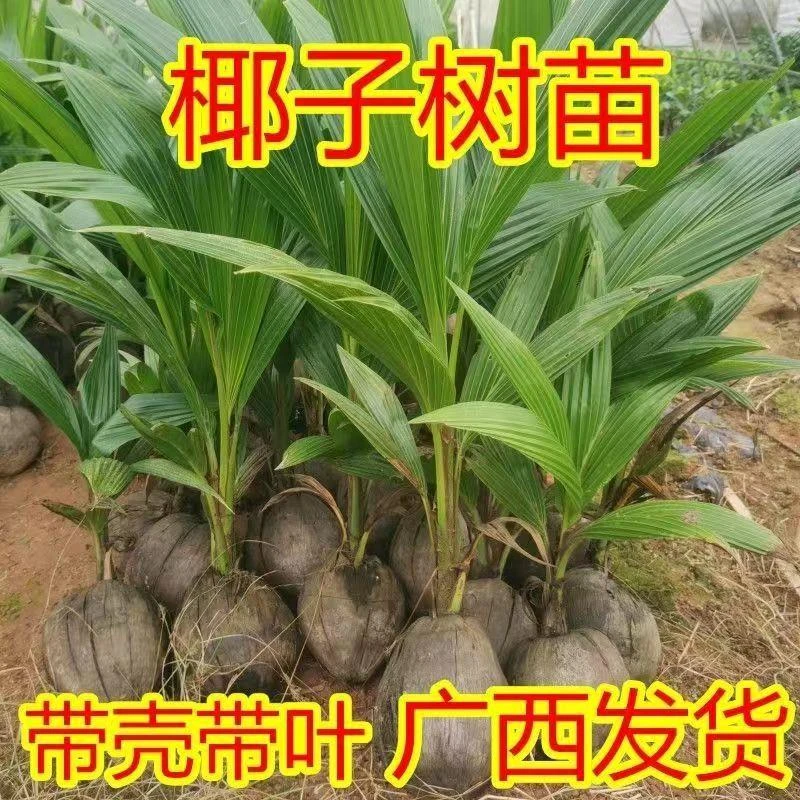 椰子果盆栽树苗椰子苗青椰子苗金椰子苗庭院种植园艺常绿植花盆