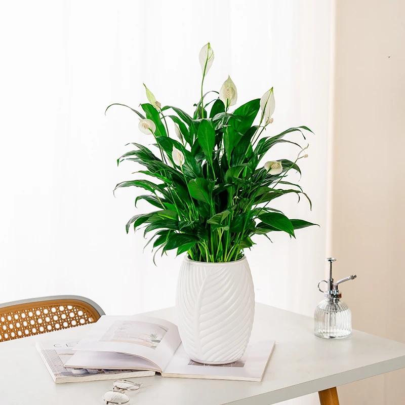 一帆风顺白掌好养植物室内开花绿植办公室客厅美观净化空气带肥料