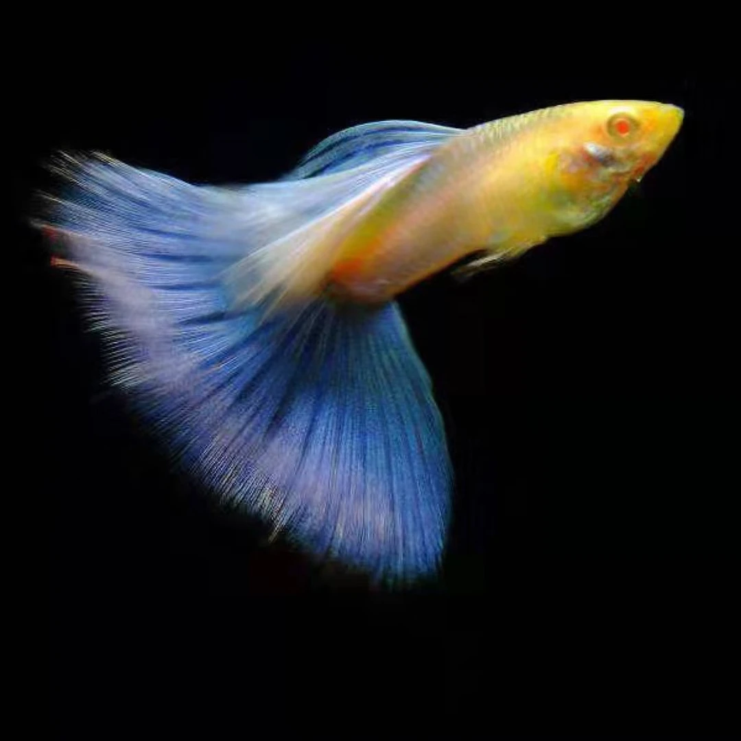 精品观赏鱼精选链接「超萌好物」孔雀鱼