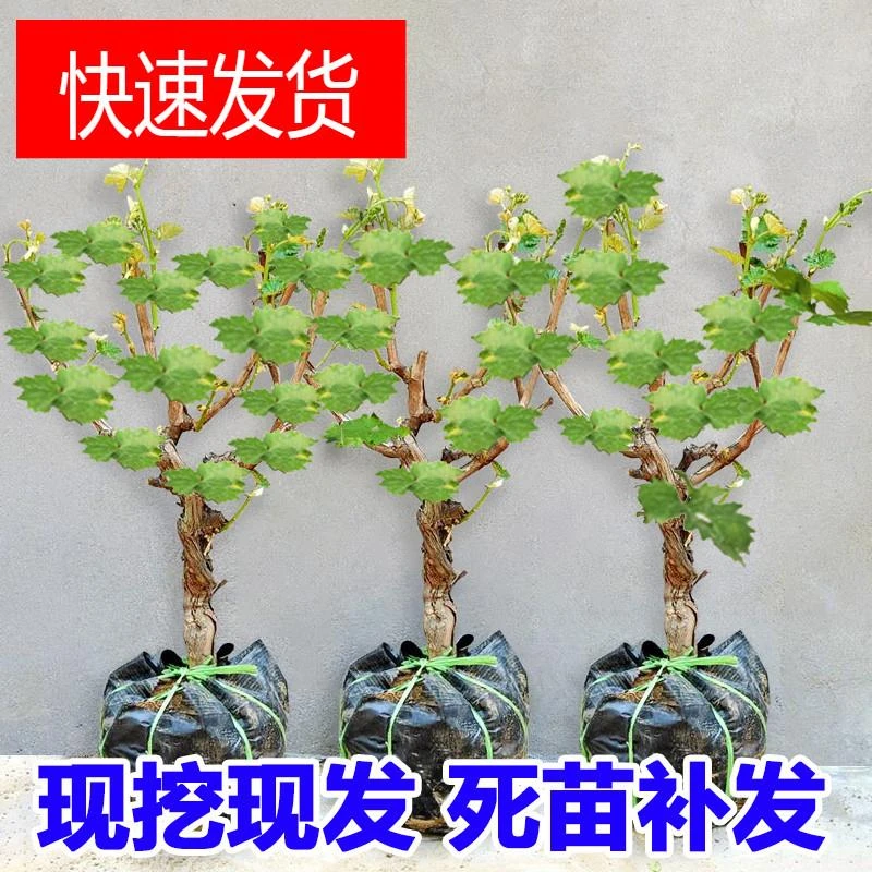 葡萄树苖阳光玫瑰葡萄蓝宝石巨峰葡萄苗盆栽爬藤庭院南北果树果苗
