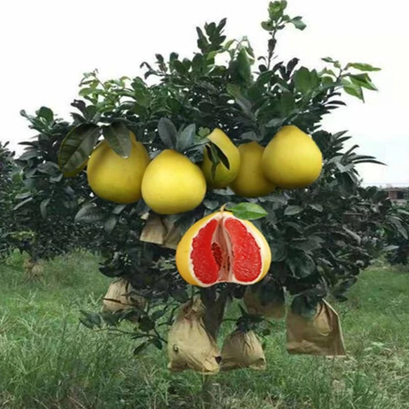嫁接红心柚子树苖正宗三红蜜柚红肉果树果苖南方北方种植当年结果