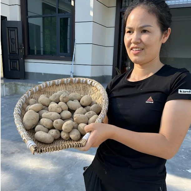 恩施小土豆老品种马尔科洋芋（不打药易长芽，介意者别拍）