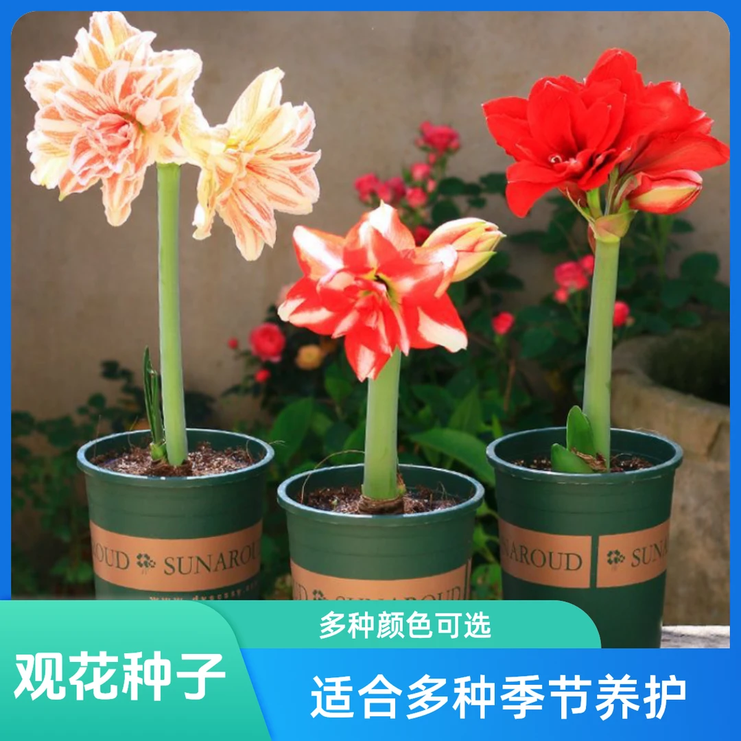 【秘朱系列】秘鲁系列花孔雀朱顶红对版种球可盆栽多年生长花卉绿植