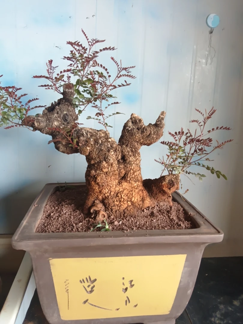 云南红芽清香木《一物一拍》老桩