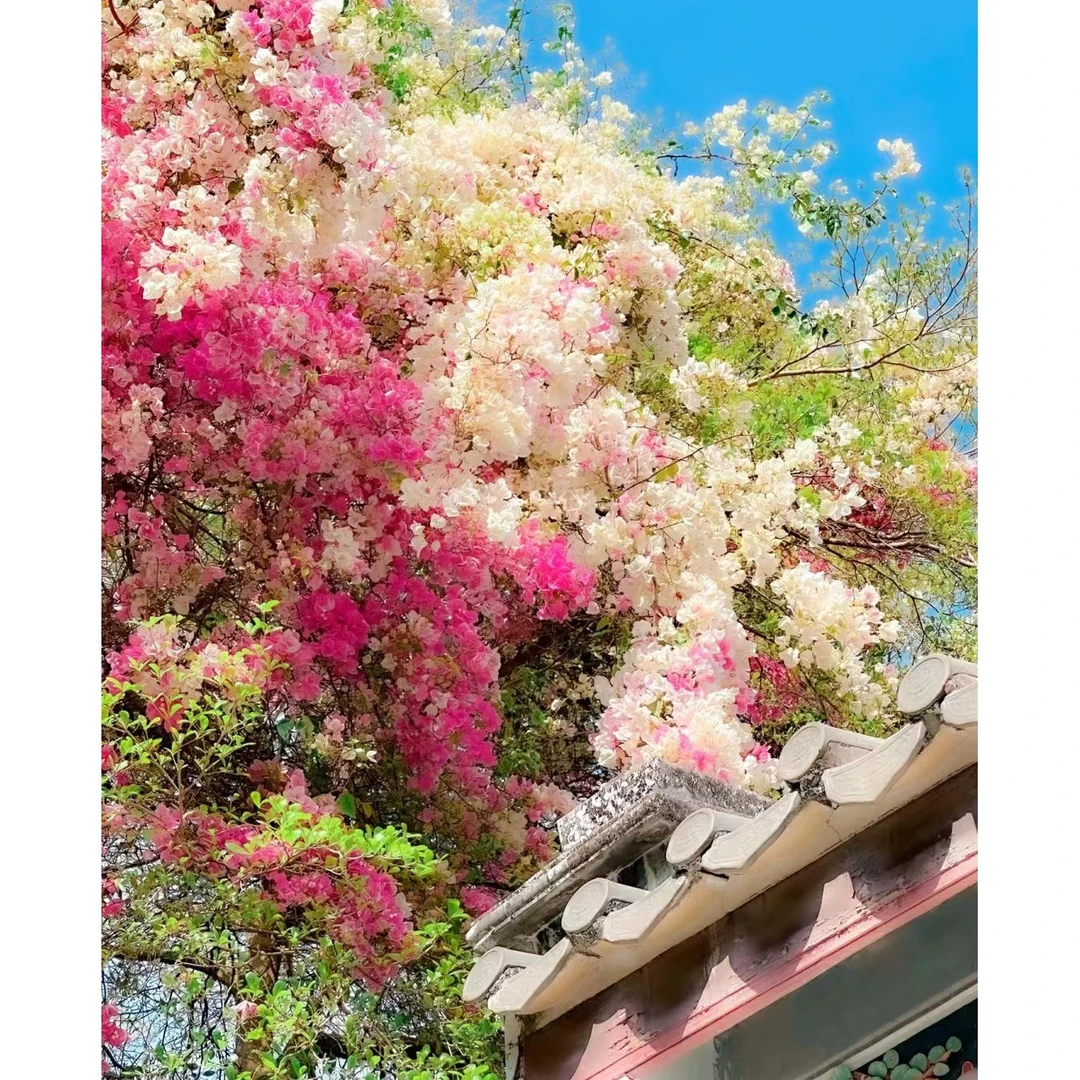 三角梅花（直播间一物一拍）原盆土带花发货