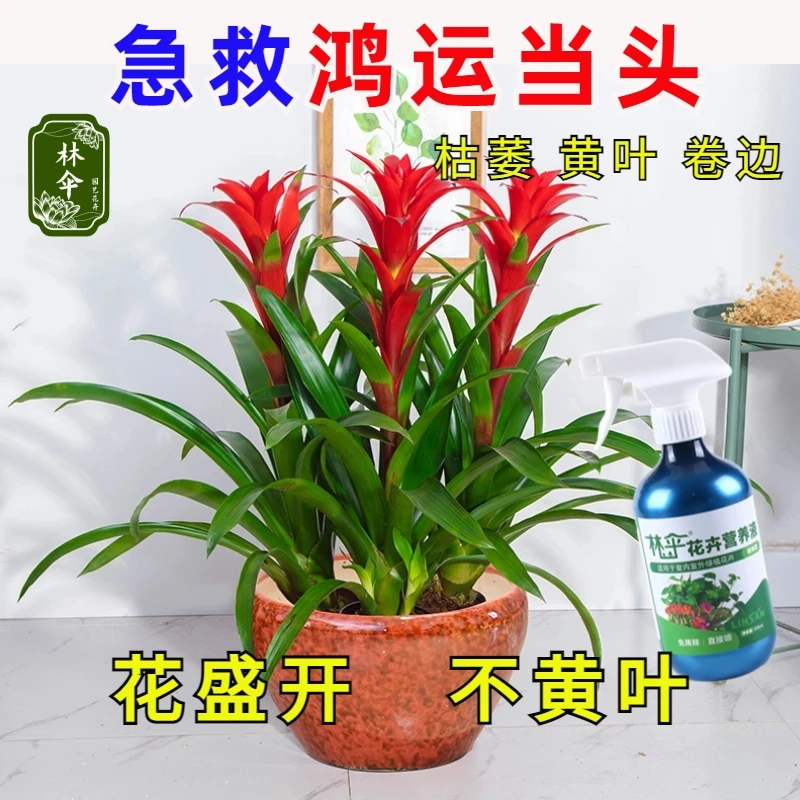 鸿运当头营养液专用肥料急救黄叶烂叶烂根催花肥料免稀释营养液