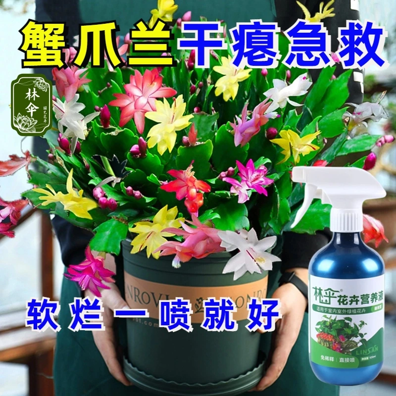 蟹爪兰【干瘪急救】专用营养液防黄叶烂根不开花免稀释生长液体花肥