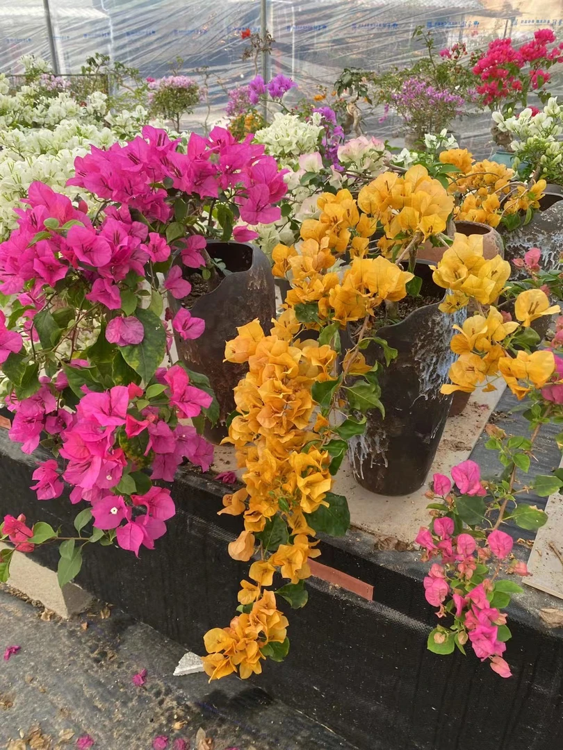 花姐三角梅  一物一拍精品盆栽原盆原土基地直发