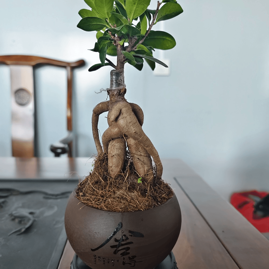 榕树小叶金钱榕小盆栽舍得花盆绿植盆景