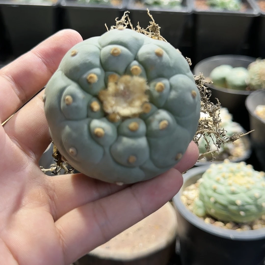 R****d一物一拍所见即所得