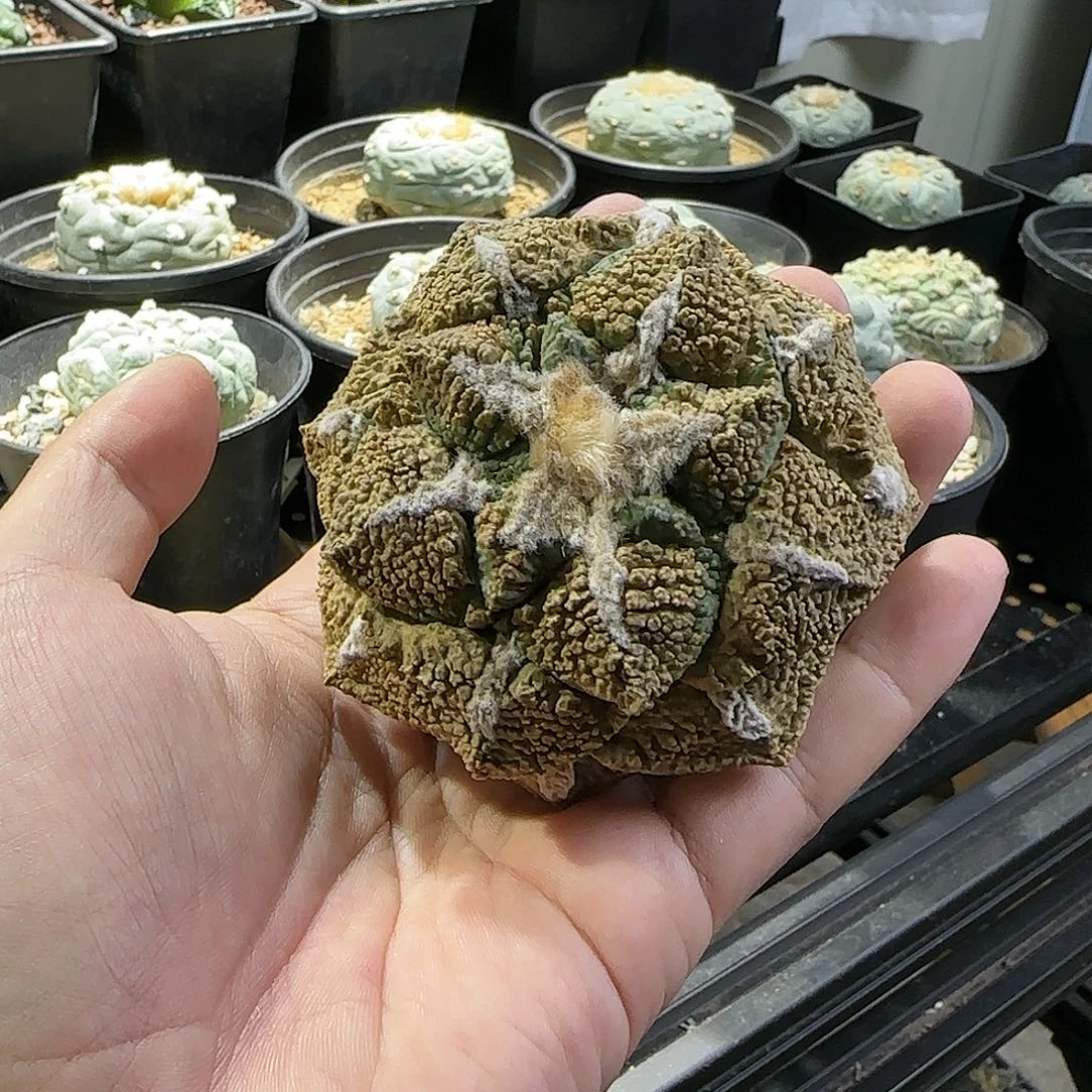 二**?一物一拍所见即所得