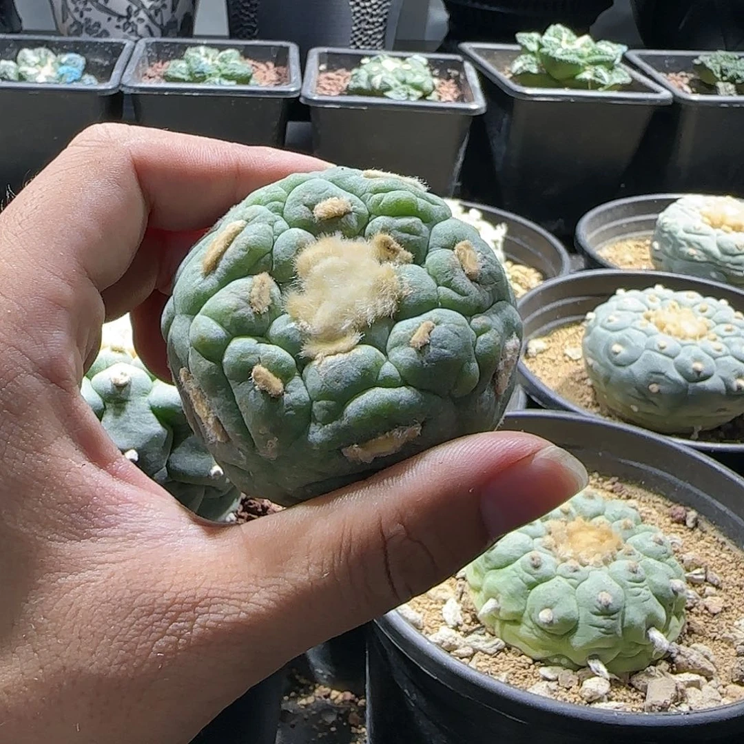 R****d一物一拍所见即所得