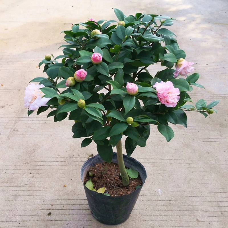 香妃茶花盆栽树苗烈浓香水茶花四季庭院花卉阳台盆栽茶花绿植