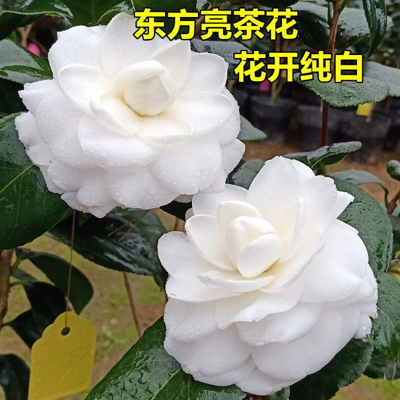东方亮白色茶花纯白色绿植名贵花卉阳台庭院花苗植物盆栽