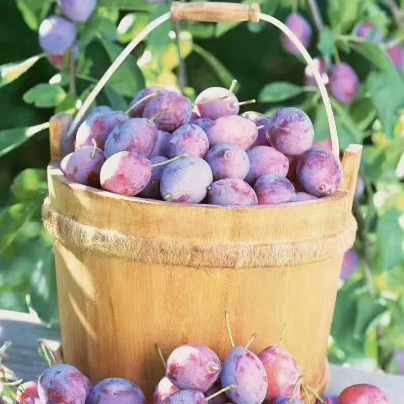 【昂昂专属】新疆法兰西西梅 ，脆甜可口！