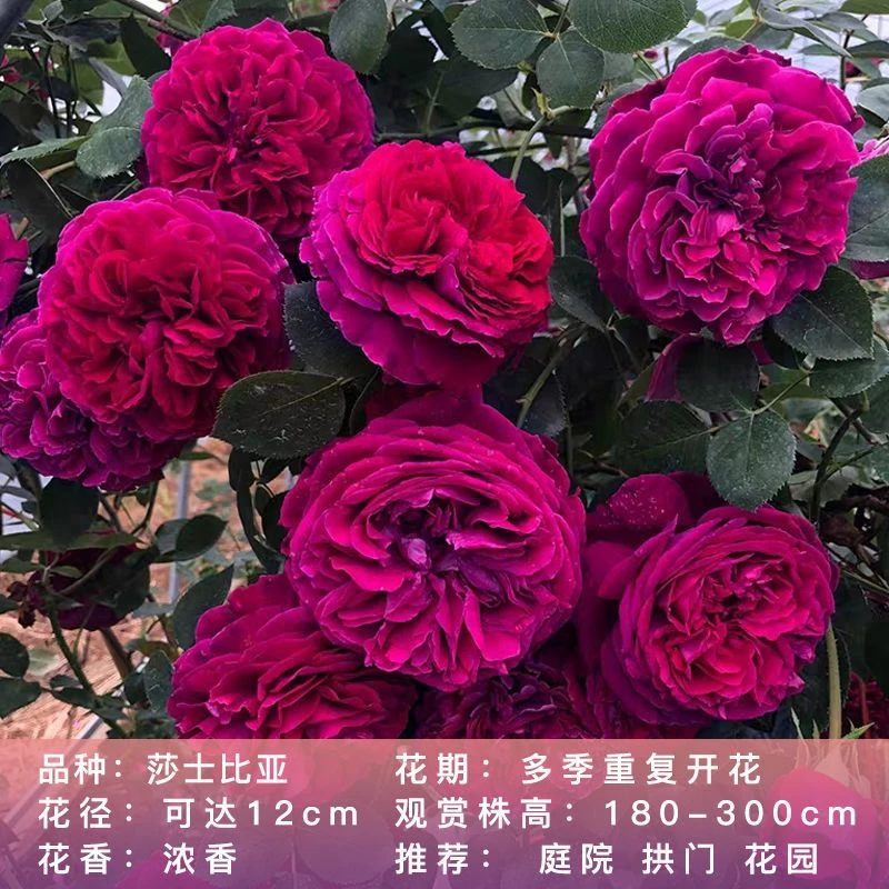 【莎士比亚】紫色大花浓香四季开花皮实好养爬藤月季