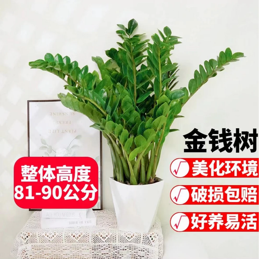 金钱树摇钱树80-90公分净化空气植物客厅绿植办公室内盆栽