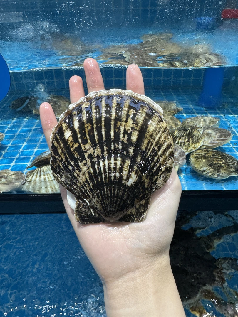 鲜活大扇贝/个