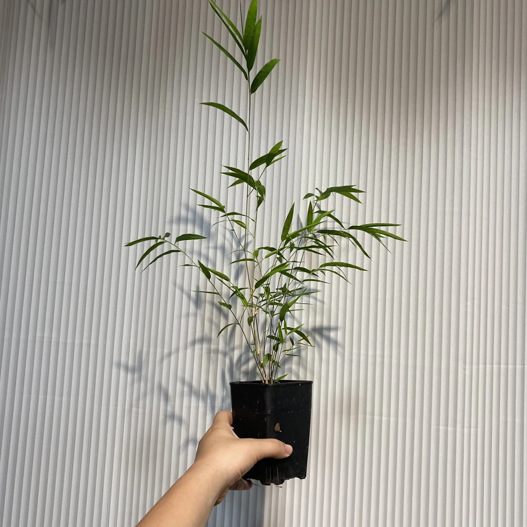 正宗内门竹基地种植盆，原盆发货，基地直发