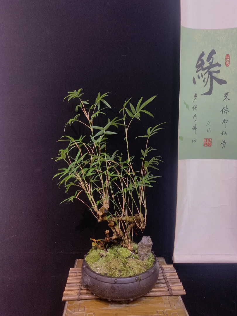 【一物一拍链接】内门竹，勒竹，青龙竹，红竹，兰花，怪桩等