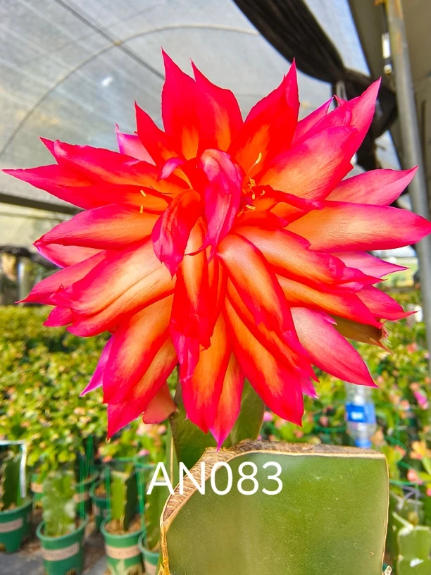 三角柱嫁接蟹爪兰（083）包对版，不包花色