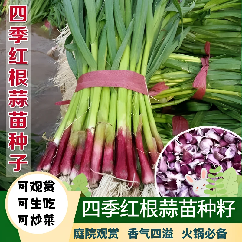 四季宽叶红根蒜苗种子菜种子四季种植秋播收获鲜嫩阳台盆栽红头