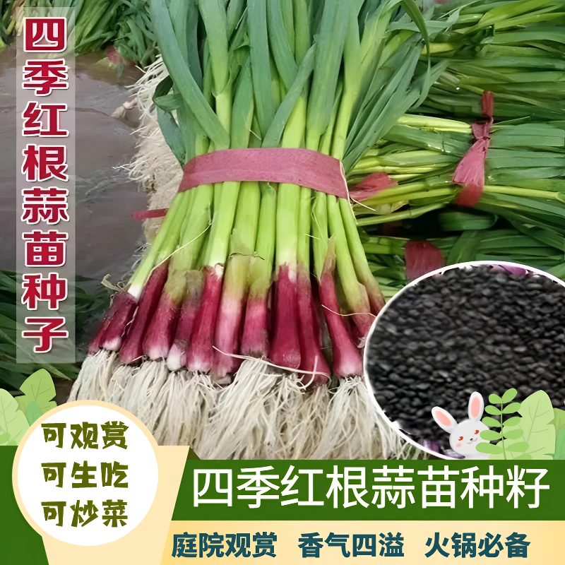 四季种植四季宽叶红根蒜苗种子菜种子秋播收获鲜嫩阳台盆栽红头