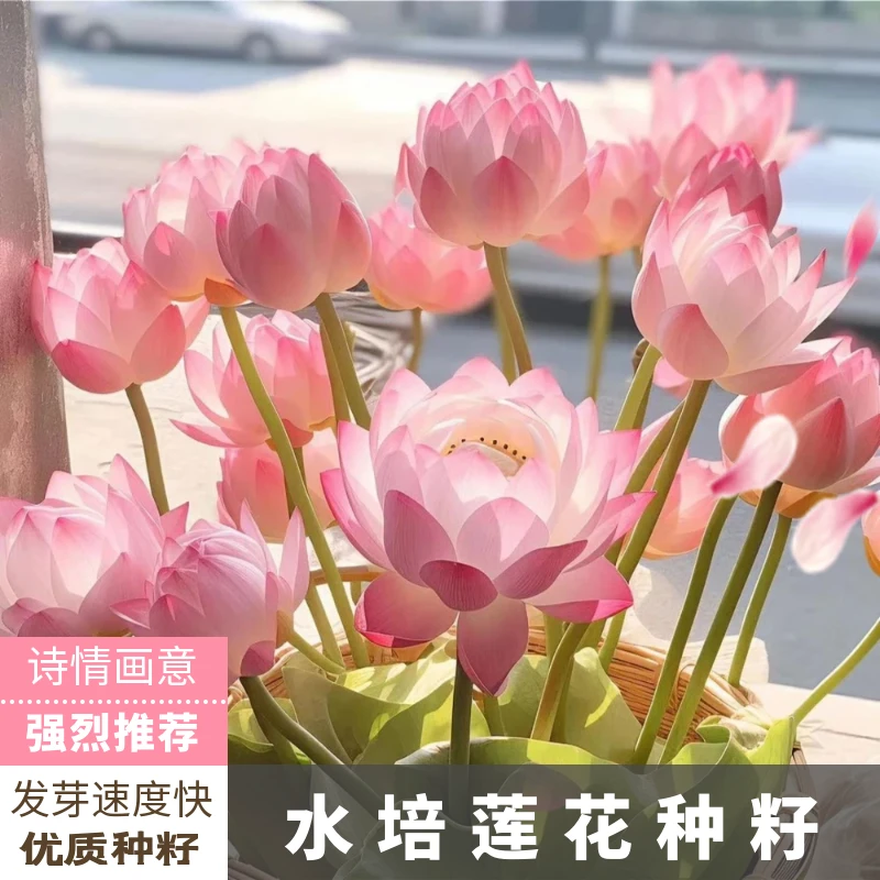 Z碗莲水培植物花卉室内花好养四季开花种子水养荷花盆栽客厅睡莲