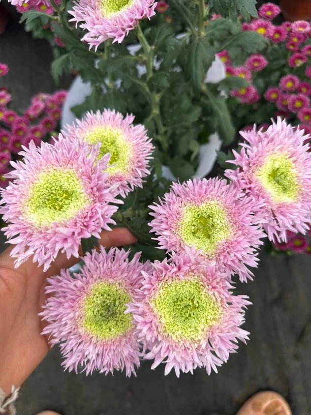 （泰迪菊）小雏菊鲜花盆栽好看好养