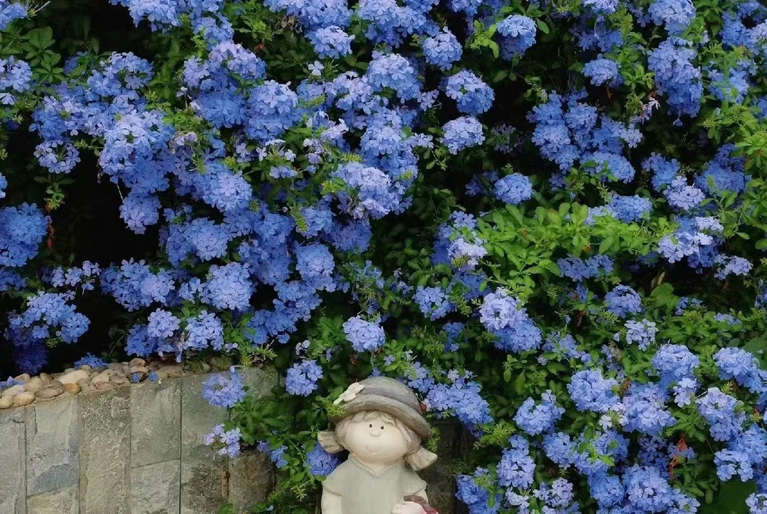 蓝雪花盆栽耐晒阳台花卉庭院花园爬藤植物耐寒四季开花大苗带花苞