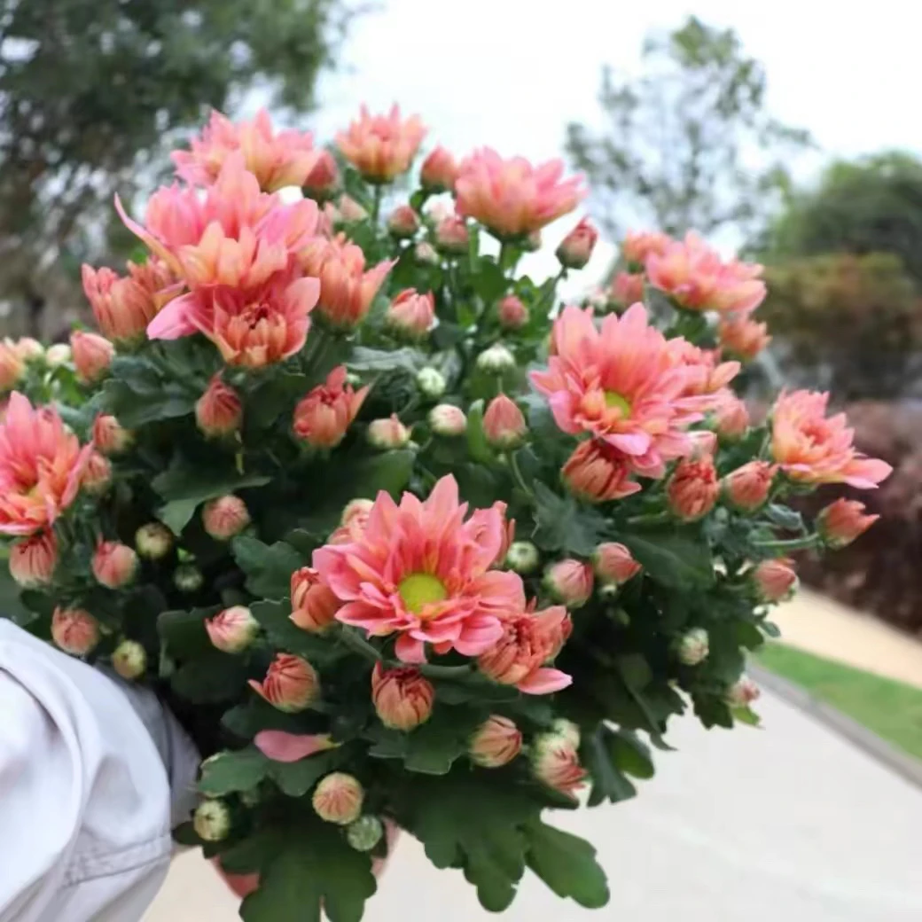 三文鱼小菊盆栽带花荷兰菊球菊多年生耐热耐寒阳台庭院花卉植物四