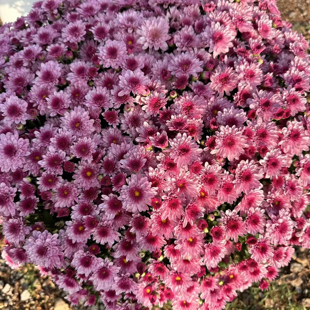 草莓心千头菊球菊大冠幅40-50cm长花期耐热耐寒室内室外地栽盆栽
