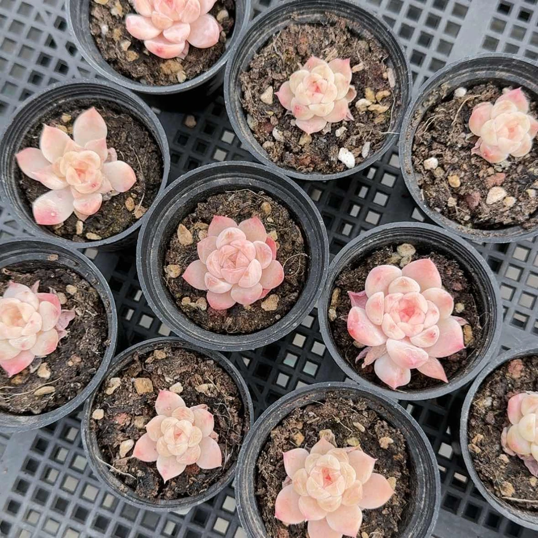 【闪购商品】黄心冰魄