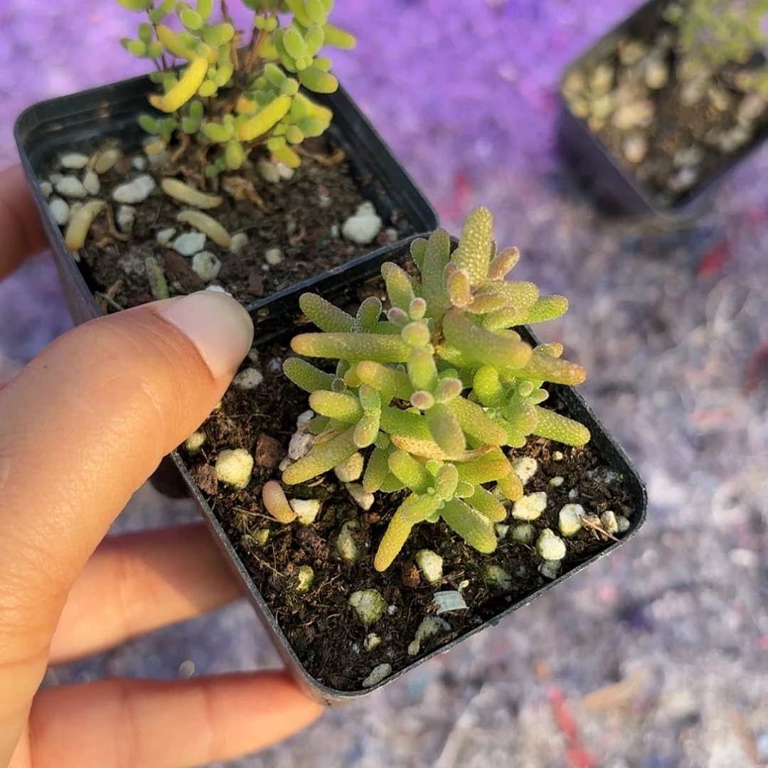 【闪购商品】蜜桔糖球多肉