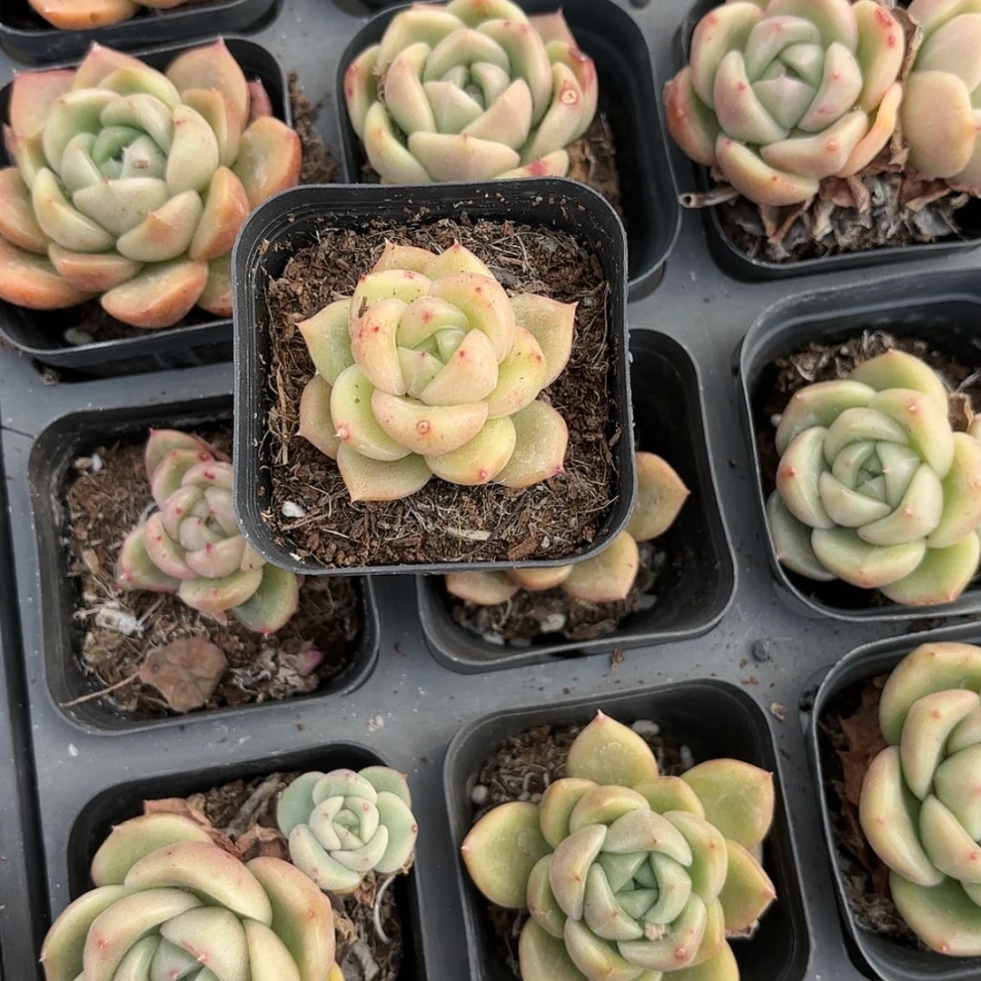 【闪购商品】白玫瑰多肉
