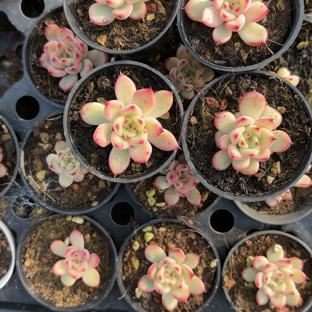 【闪购商品】星光珍妮多肉