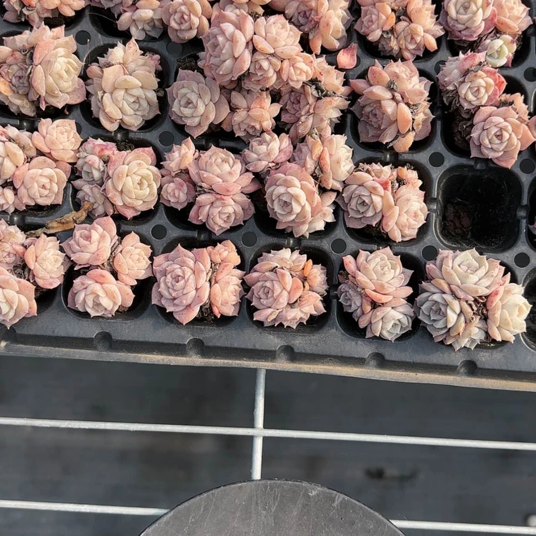 【闪购商品】纯爱3棵组合多肉