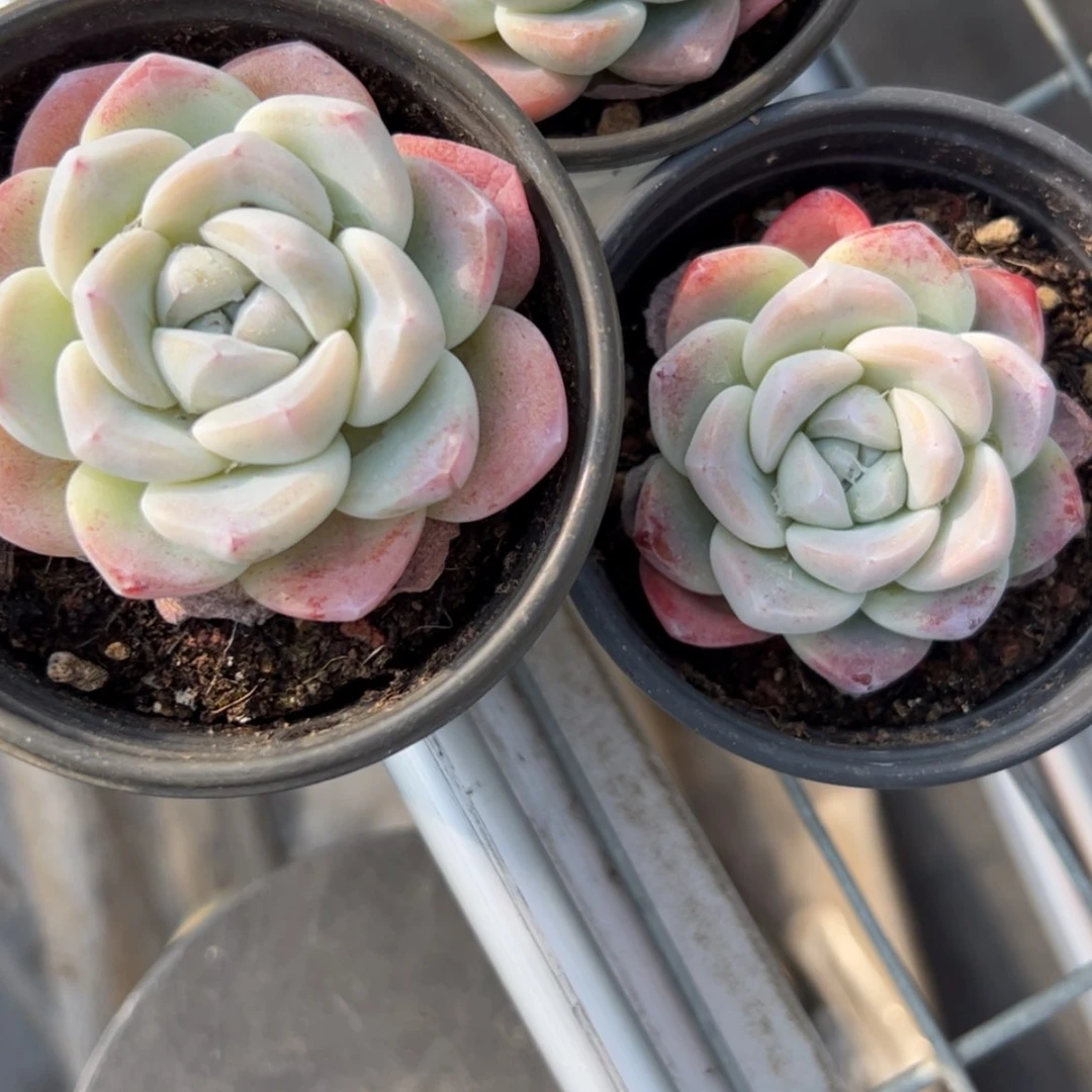 【闪购商品】90杯单头冰玉