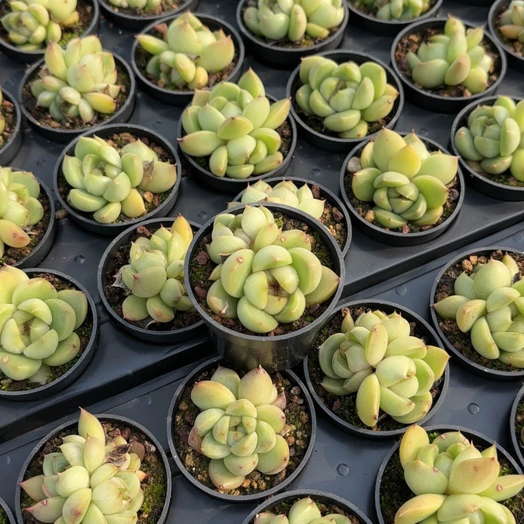 【闪购商品】皮埃拉珍妮双头