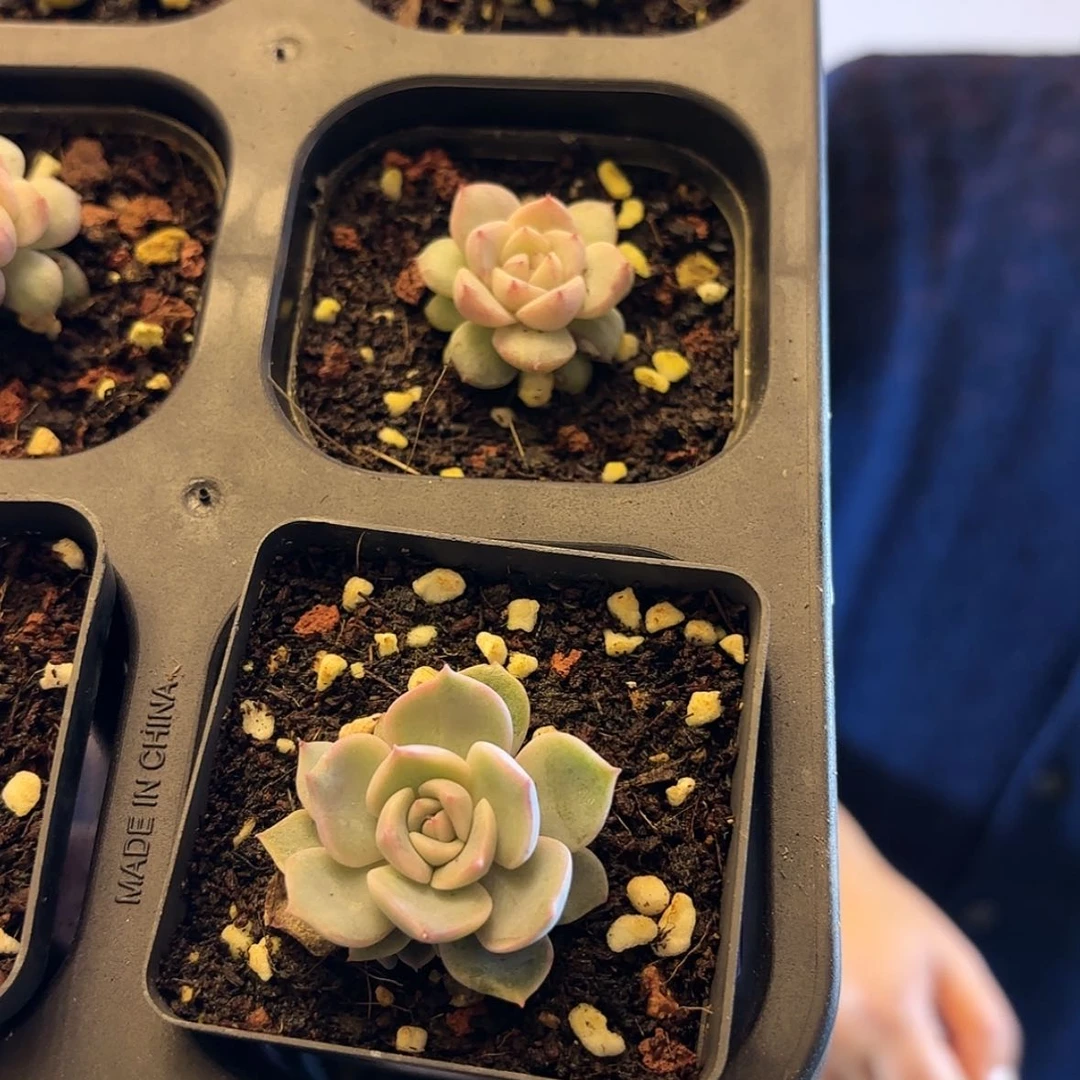 【闪购商品】拉拉家三棵组合