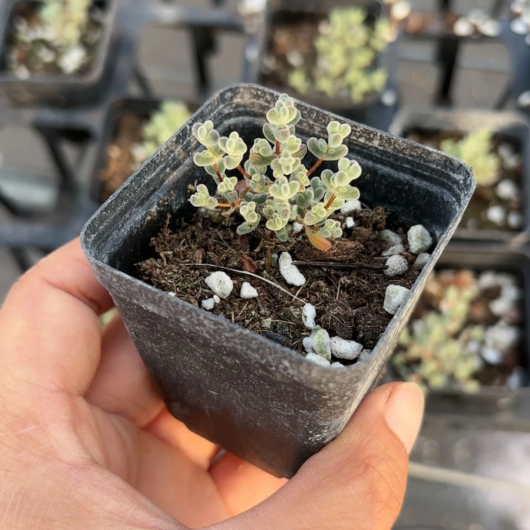 【闪购商品】莱斯枝干