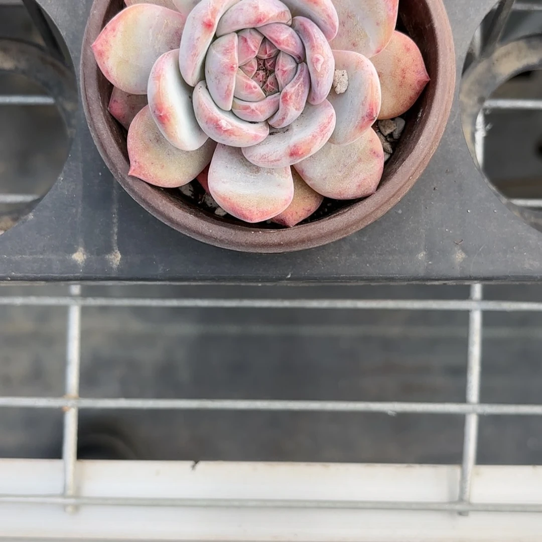 【闪购商品】大星影多肉