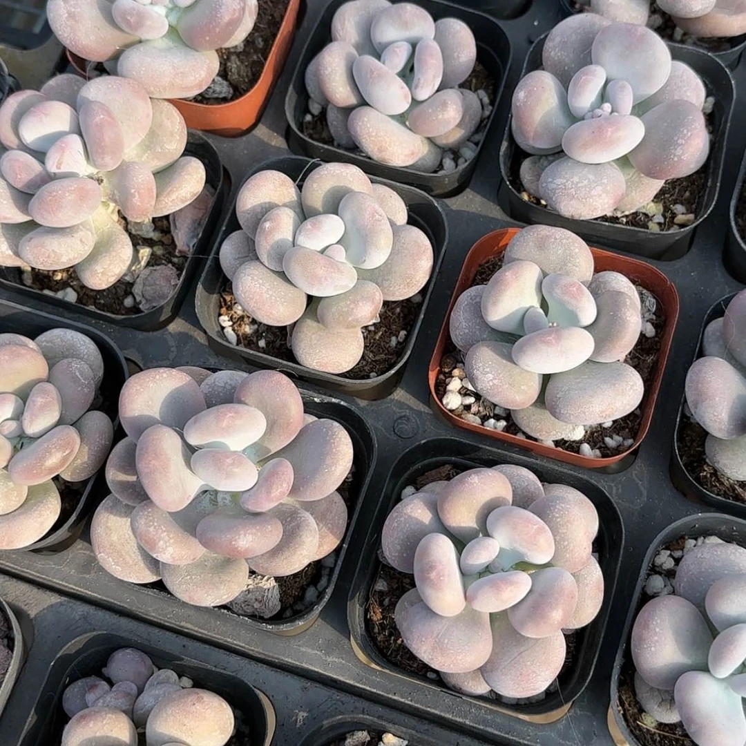 【闪购商品】鸡蛋奶单头