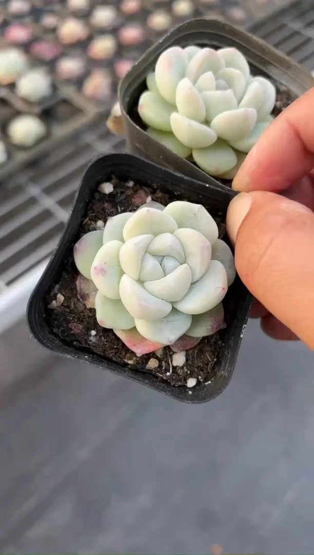 【闪购商品】单头小冰玉