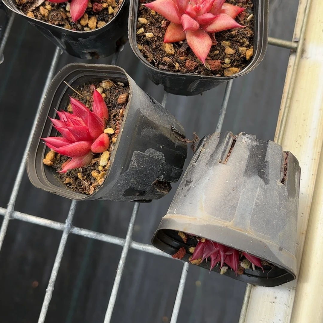 【闪购商品】红灵魂多肉