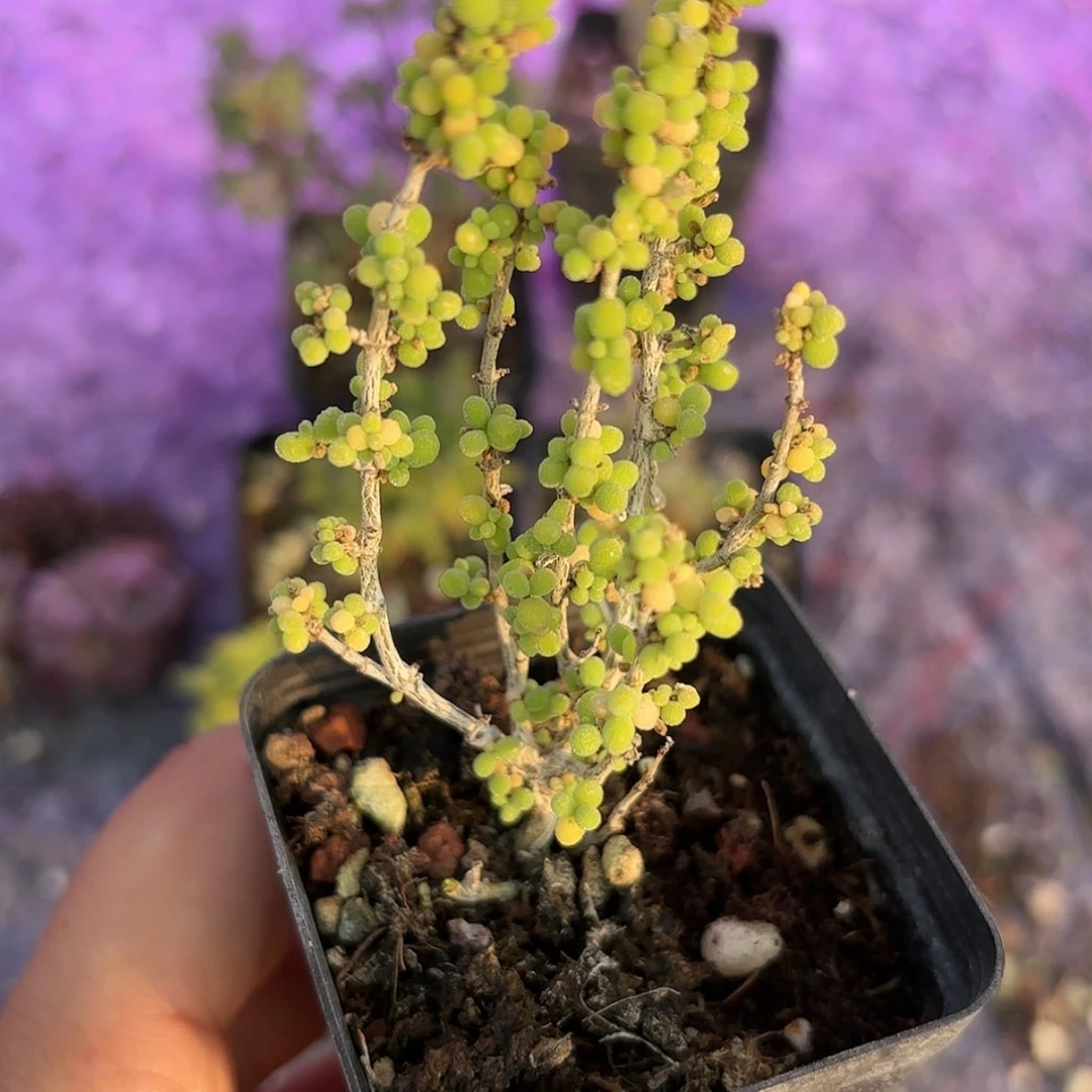 【闪购商品】葡萄米枝干