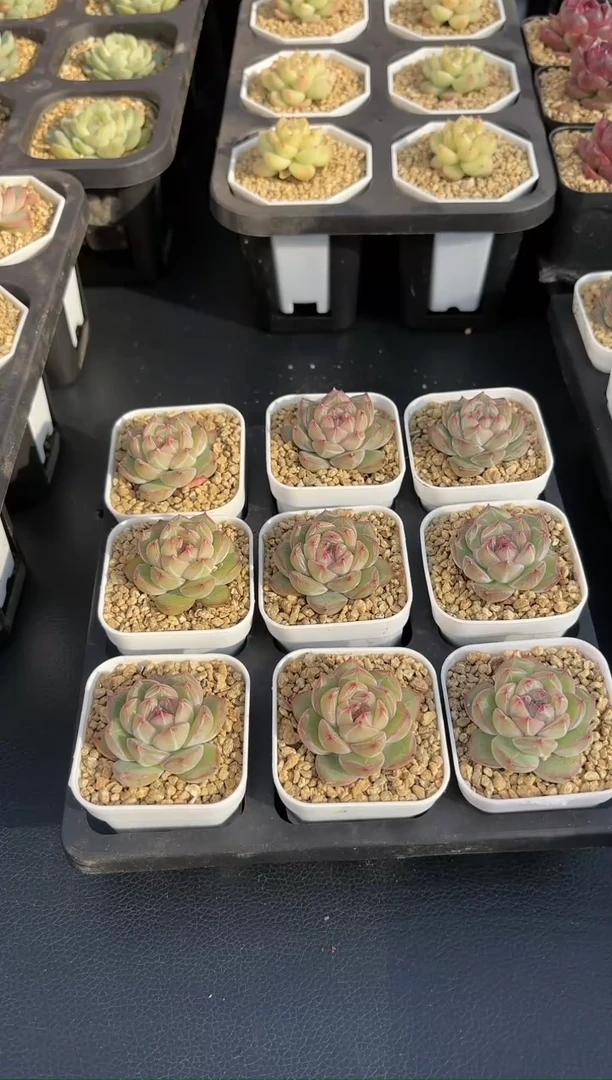 【闪购商品】雪花珍妮单头