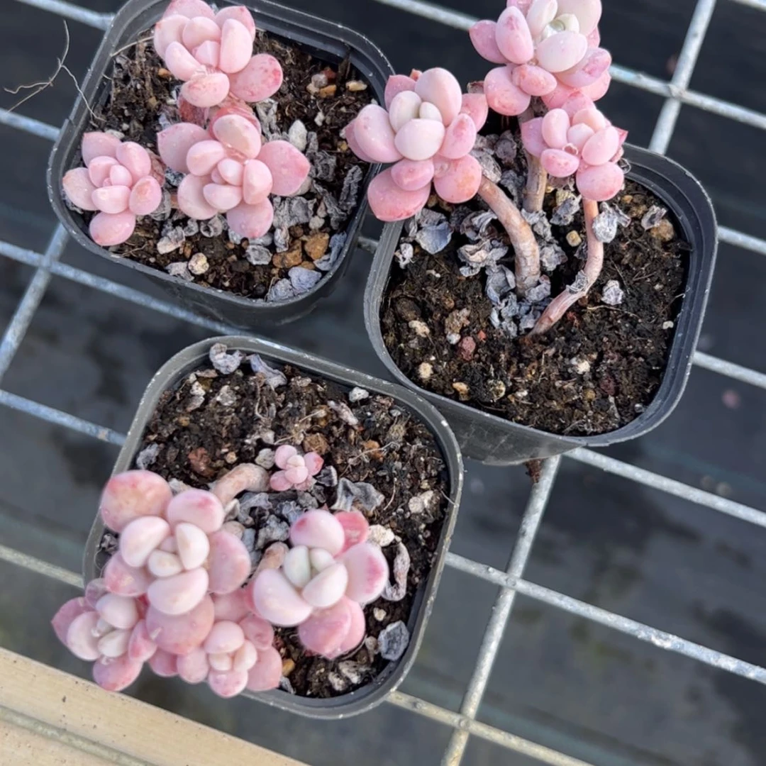 【闪购商品】达芙妮多肉