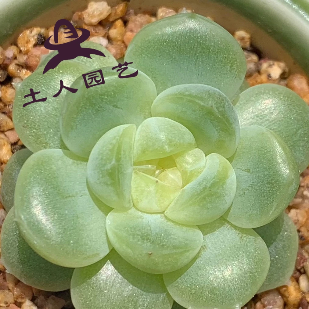 1212土人精品多肉 直播专用链接 满28.8元包邮非偏远