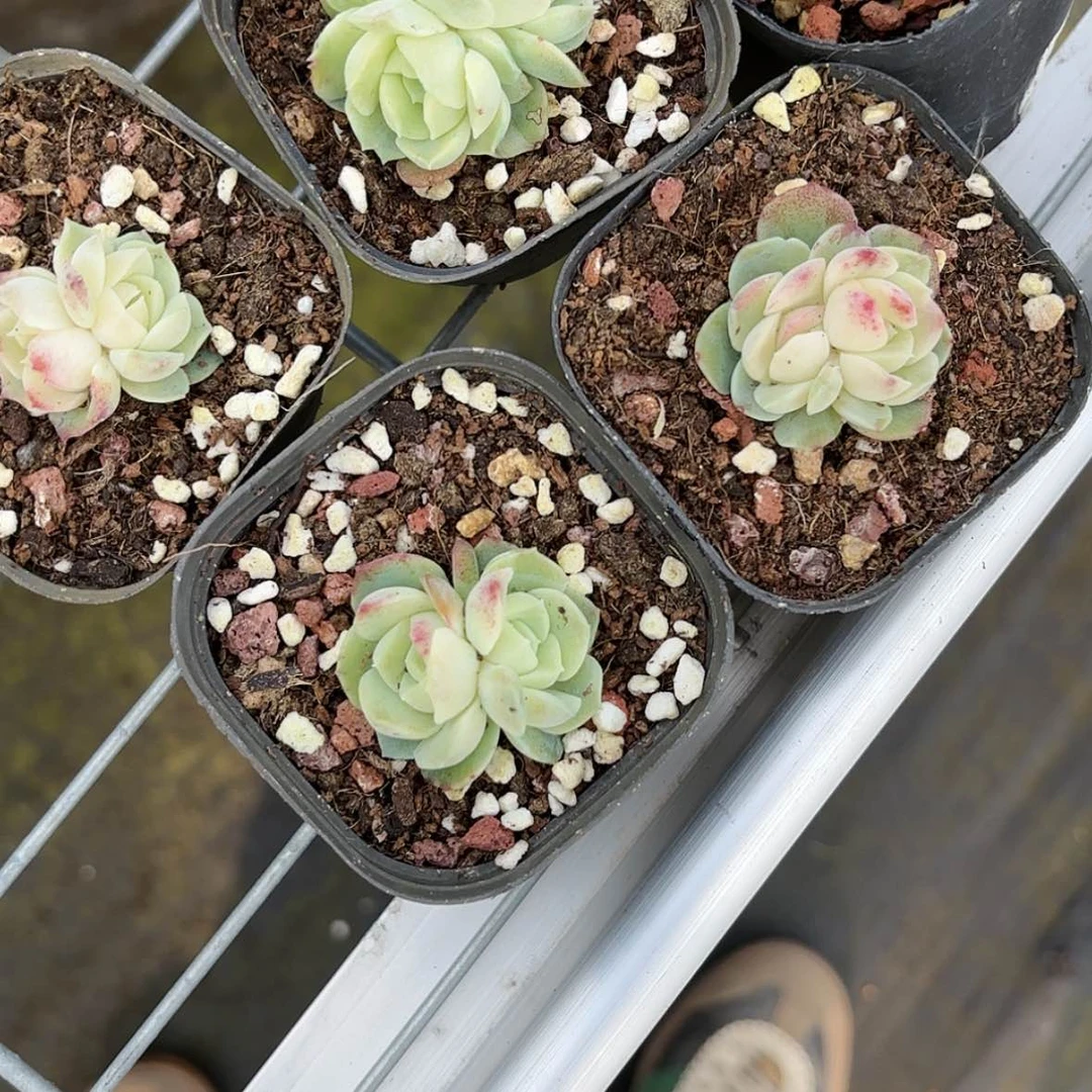 【闪购商品】泡影多肉双头多肉